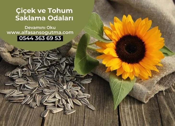 Çiçek ve Tohum Saklama Odaları